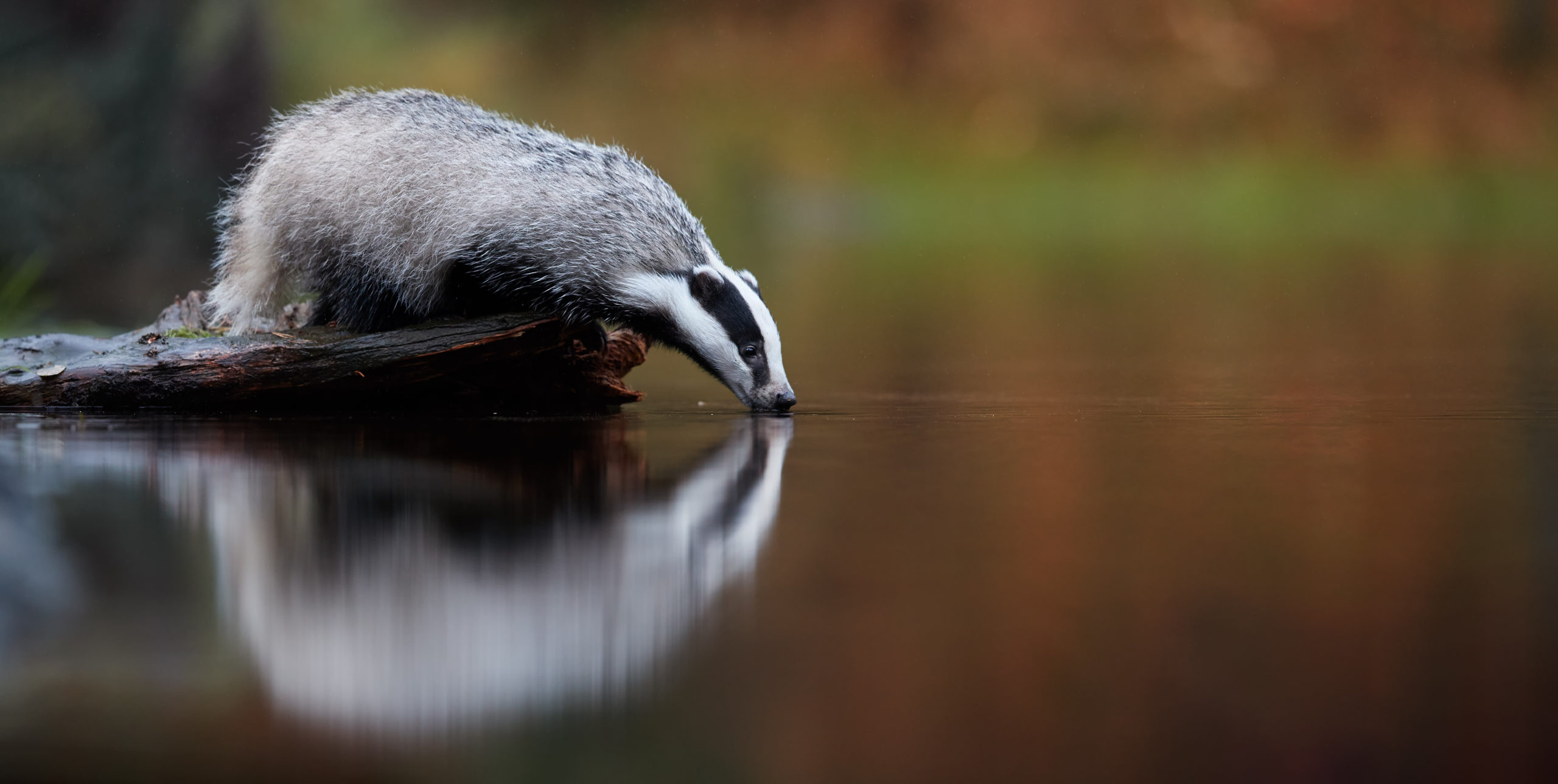 thirsty badger